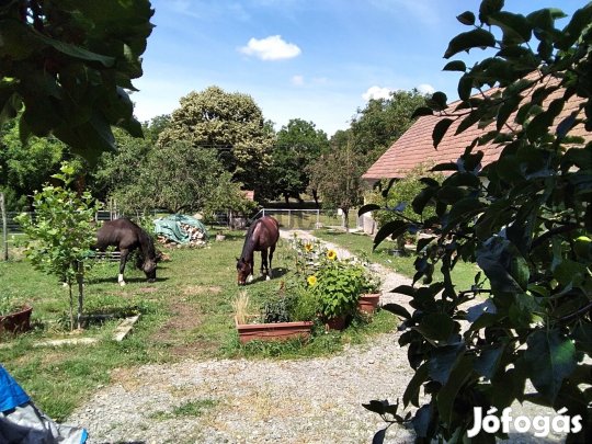 Önellátásra, állattartásra tökéletes  7000 nm-es birtok eladó a Zseli
