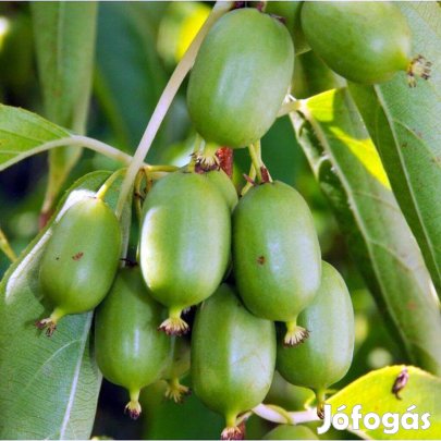 Önporzós kopaszkivi oltvány eladó