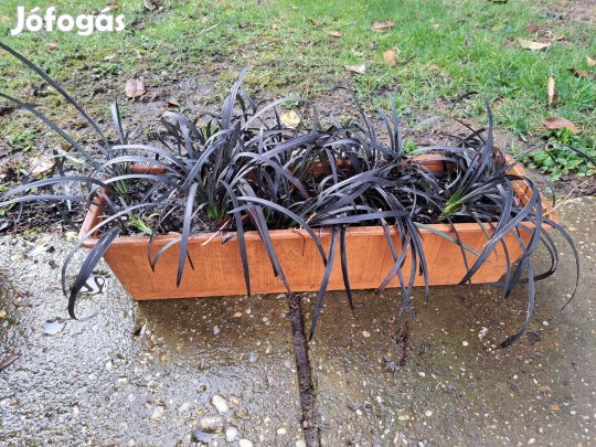Ophiopogon planiscapus"Niger" kígyószakáll