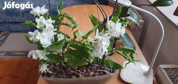 Orchidea gyönyörű