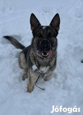 Ordas németjuhász kan kutyával fedeztetést vállalunk