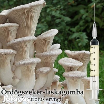 Ördögszekér Laska Pleurotus Eryngii  Oltóanyag 10ml (6222)