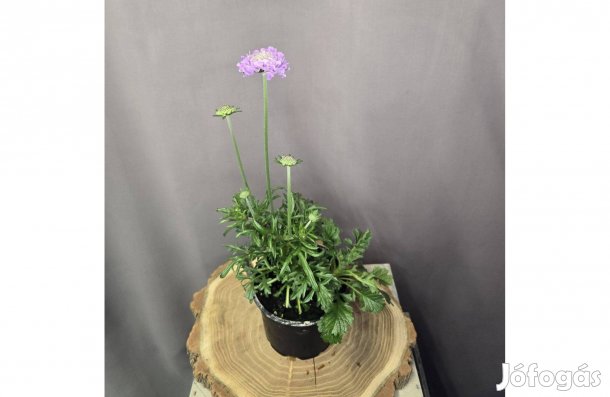 Ördögszem Scabiosa columbaria Butterfly Blue