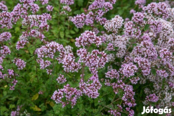 Oregano fűszernövény vadmajoranna