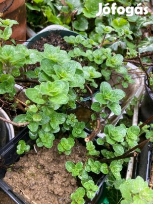 Oregánó palána eladó