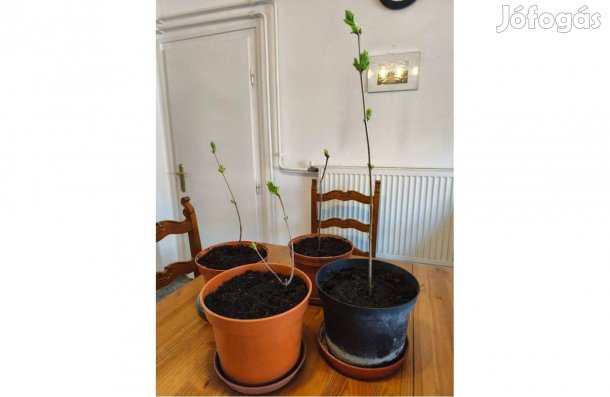 Orgona - világoslila