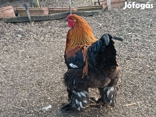 Óriás Brahma kakas