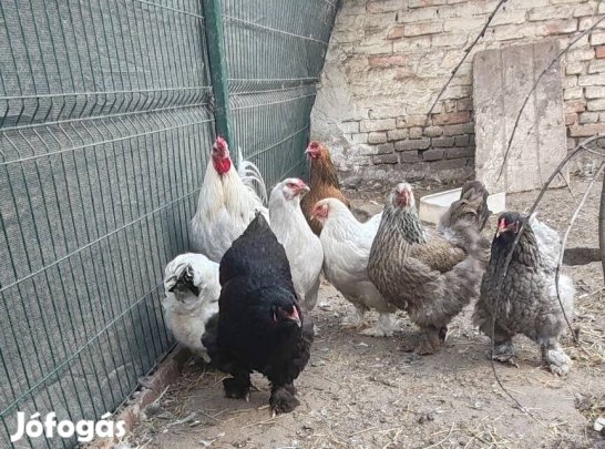 Óriás Brahma keltetőtojás! 