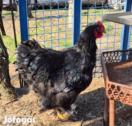 Óriás Cochin kakasok