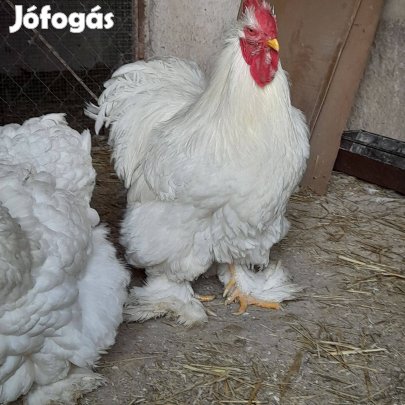 Órias Cochin tojas eladó