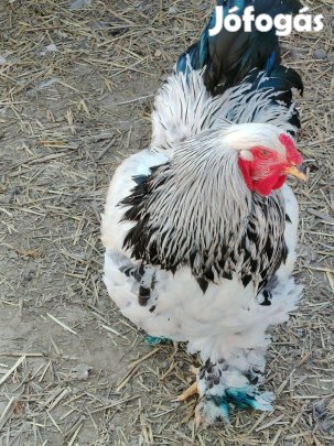 Óriás Columbian Brahma kakas