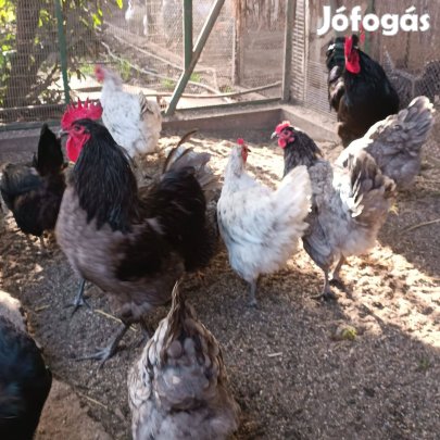 Óriás Jersey tenyésztojás