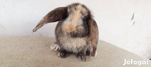 Óriás Kosorrú nyuszik Kecskemét!