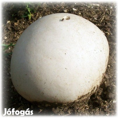 Óriás Pöffeteggomba [Calvatia Gigantea] Oltóanyag 10ml (6357)