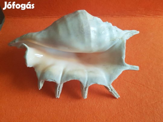 Óriás Pókkagyló Ház (Lambis truncata) eladó