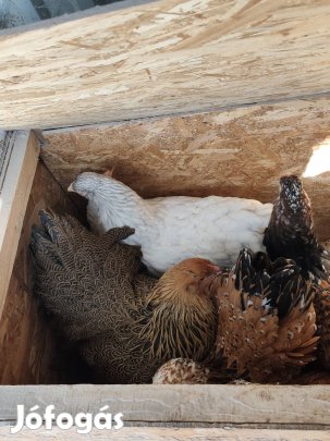 Óriás Porcellán, Izabella, Fogoly, Lemon, Kek Bráhma jercek 