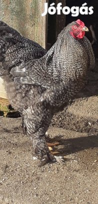 Óriás brahma kakasok!