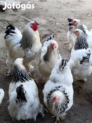 Óriás brahma párok - columbian színben