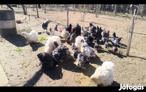 Óriás cocin és chabo eladó