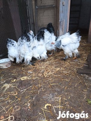 Óriás columbian brahma kakas eladó!