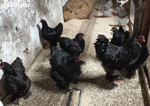 Óriás fekete Brahma tojás !!