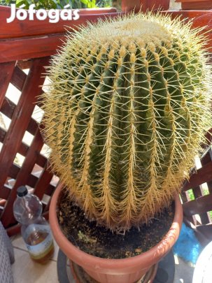 Óriás gömb kaktusz eladó 