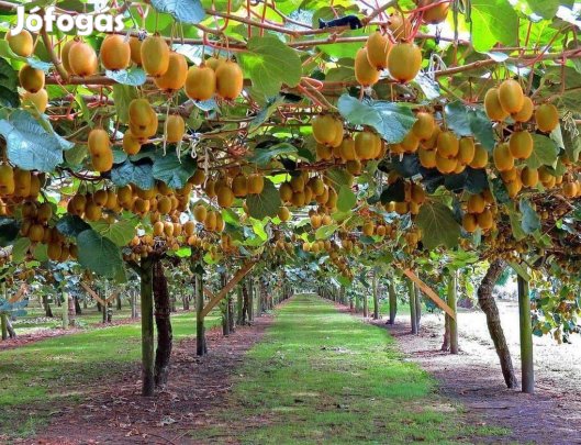 Óriás gyümölcsű kivi oltvány (Actinidia spp.) eladó