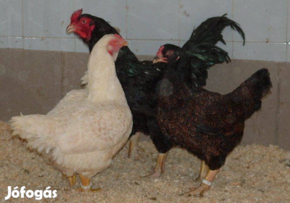 Óriás indioai viadoroktól tenyésztojás kapható