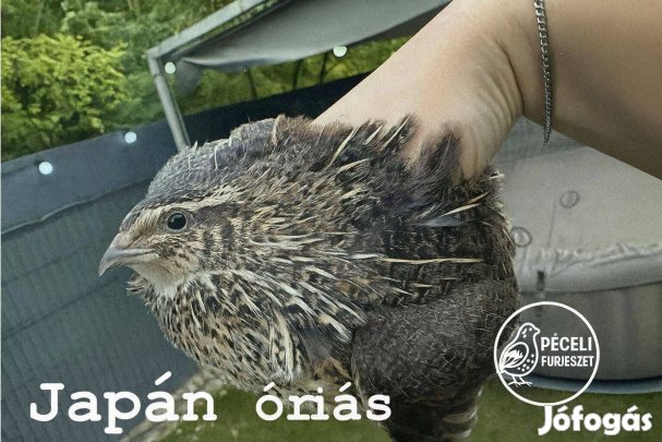 Óriás japán fürj tojás keltetésre