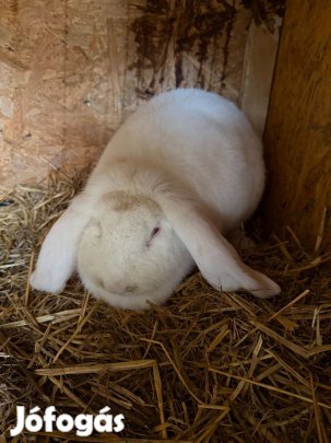 Óriás kosorrú nyúl