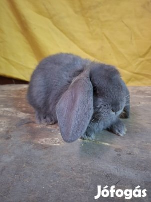 Óriás kosorrú nyúl eladó!