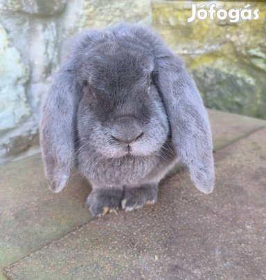 Óriás kosorrú nyulak