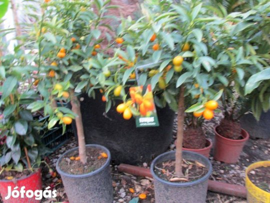 Óriás kumkvat héjastól ehető mandarin