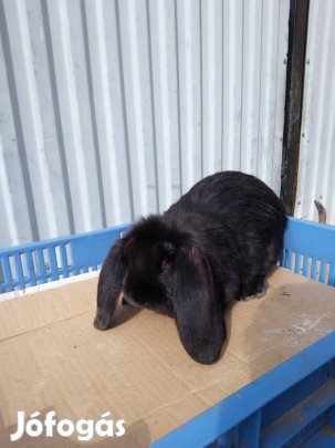 Óriás növendék nyulak eladók.