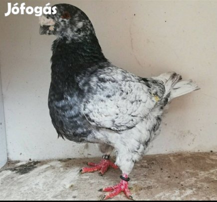 Óriás posta hím eladó