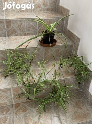 Óriás szobanövény gyönyörű dús