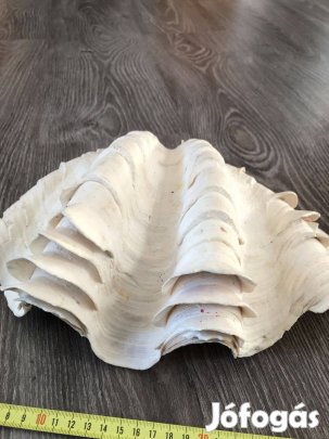 Óriás tengeri kagylóhéj eladó
