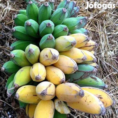 Óriás termésű széltűrő kerti banán növény eladó