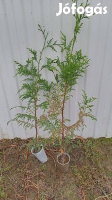 Óriás tuja csemete kont. eladó