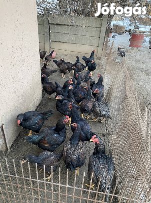 Óriás viador eladó