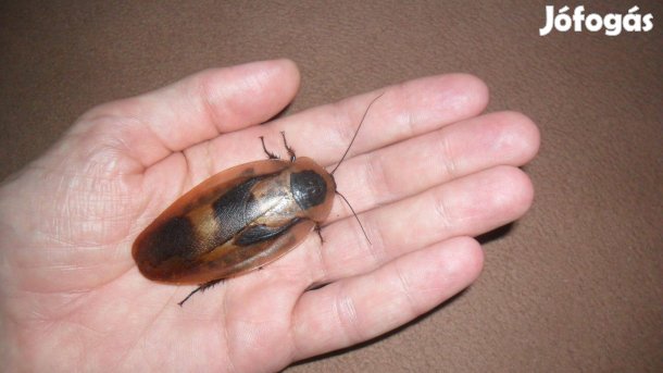 Óriáscsótány: Halálfejes csótány