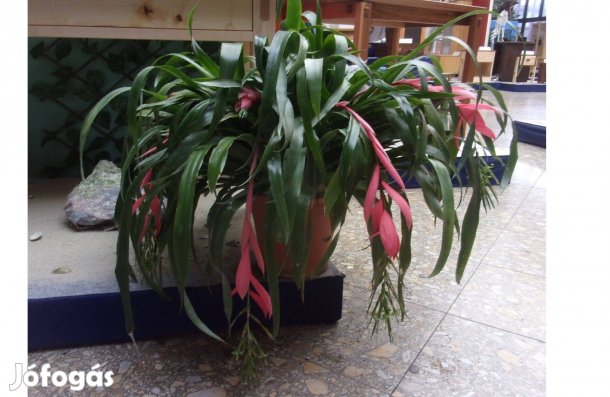 Óriási bromélia Billbergia Újpesten rengeteg tővel