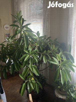 Óriási egészséges fikusz