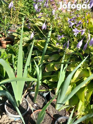 Óriási nagy fehér virágú hosszú szárú kerti évelő írisz nőszirom