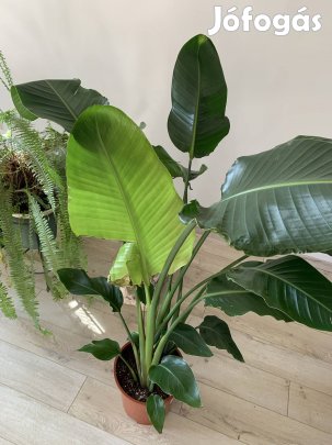 Óriási papagájvirág