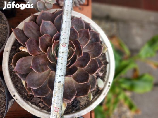 Óriási sötét levelű pozsga rózsa tálban átm 20cm