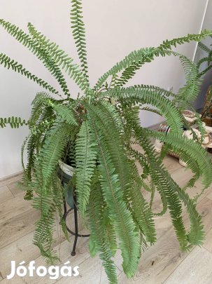 Óriási szoba páfrány