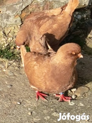 Óriásposták, King-ek és 2 pár vadkacsa eladó