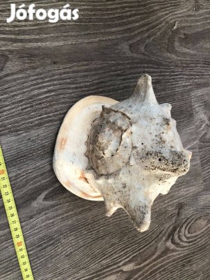 Orjás tengeri sisak csiga eladó