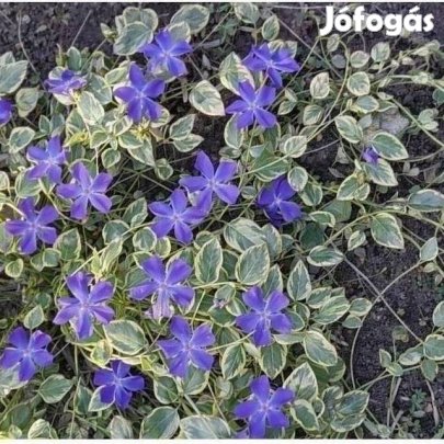 Örögzöld tarka levelű meténg